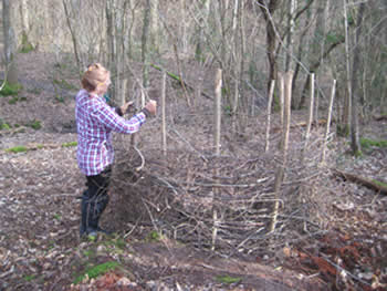 Juli creates a barrier around a coppiced hazel to protect it from deer grazing on the new shoots